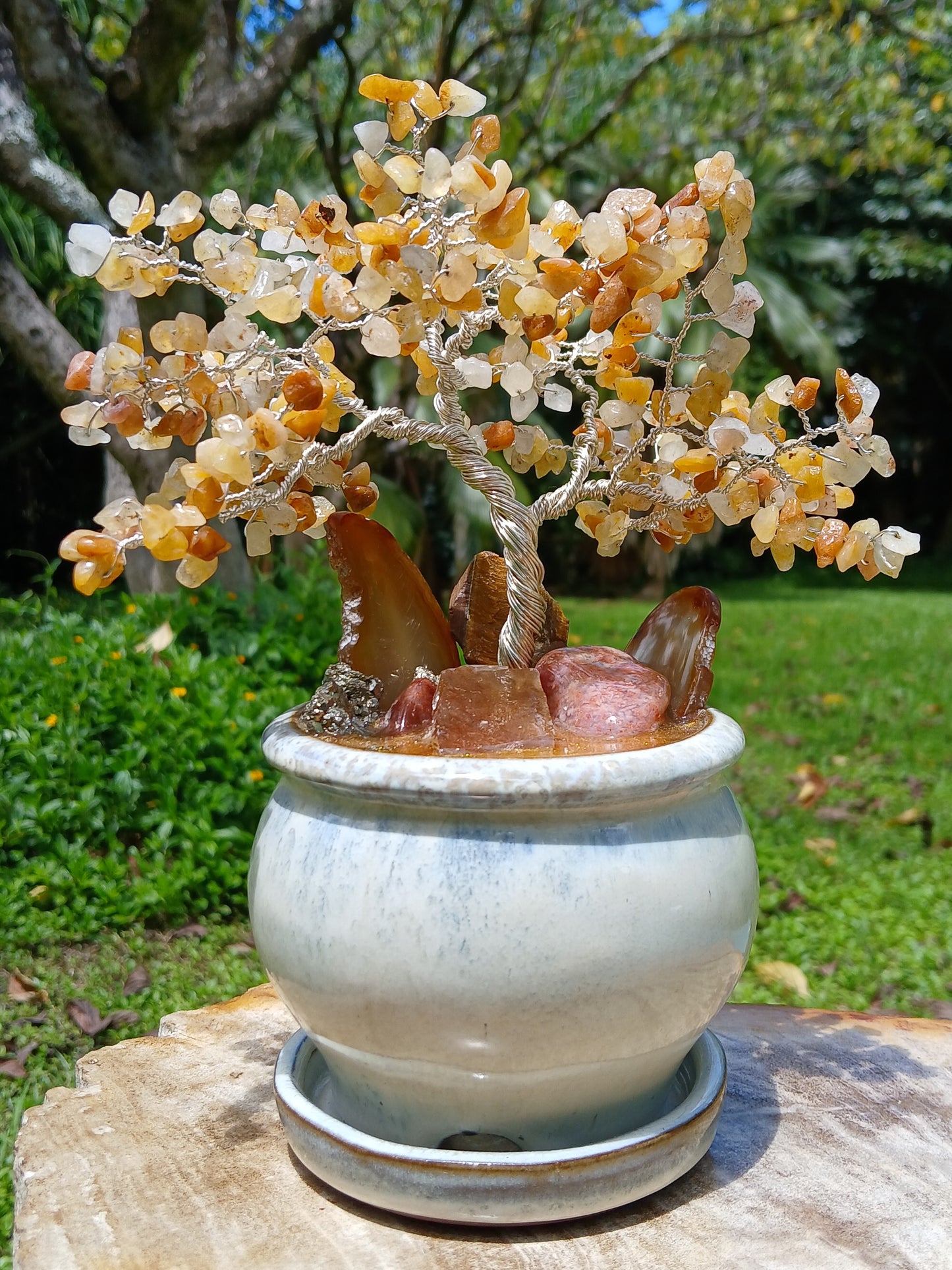 Abundance Honey Pot Tree