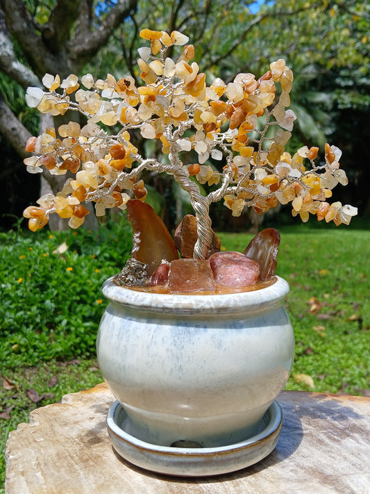 Abundance Honey Pot Tree